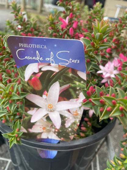 Philotheca Cascade of Stars