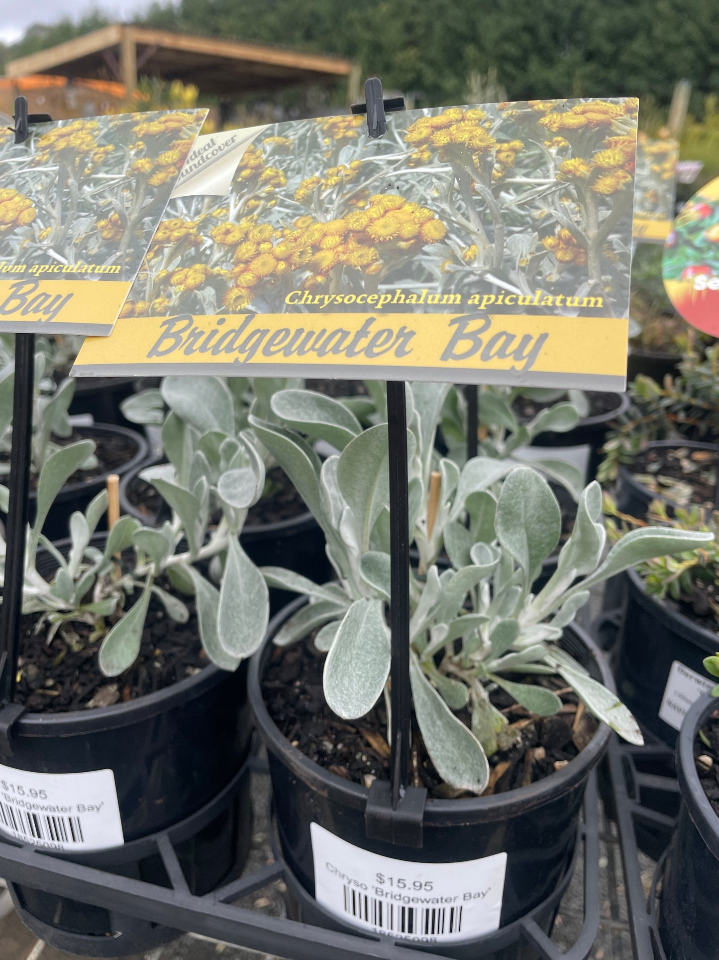 Chrysocephalum apiculatum 'Bridgewater Bay'