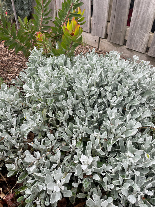 Chrysocephalum apiculatum 'Bridgewater Bay'