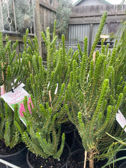 Regelia megacephala