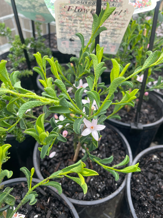 Philotheca 'Flower Girl'