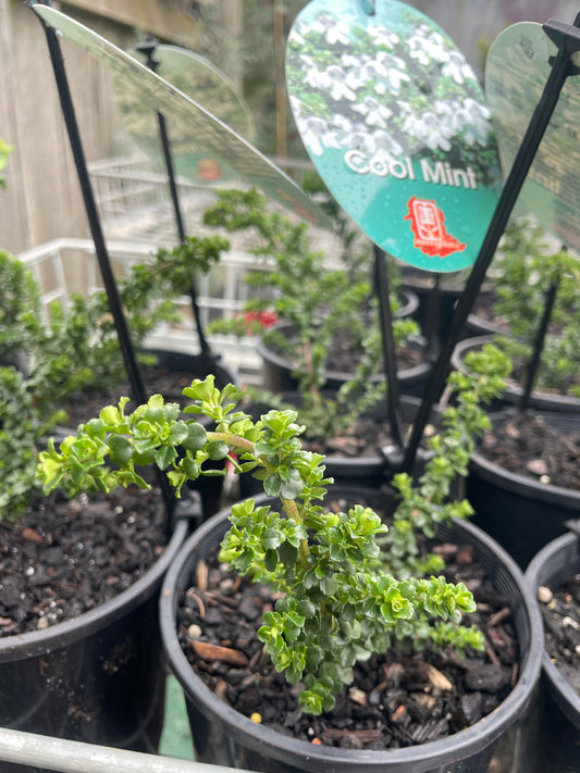 Prostanthera 'Cool Mint'