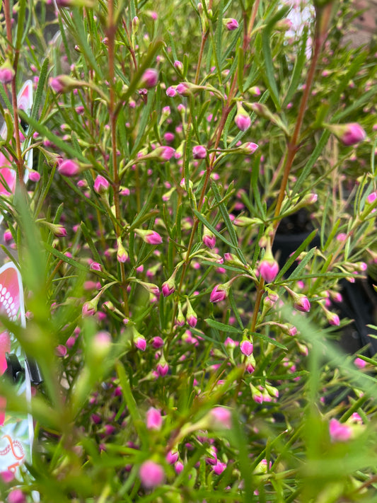 Boronia x 'Magenta Stars'