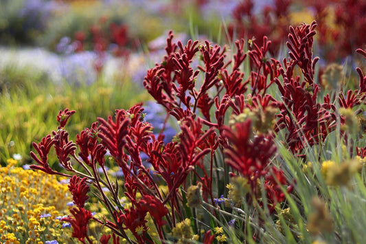 Anigozanthos 'Big Red'