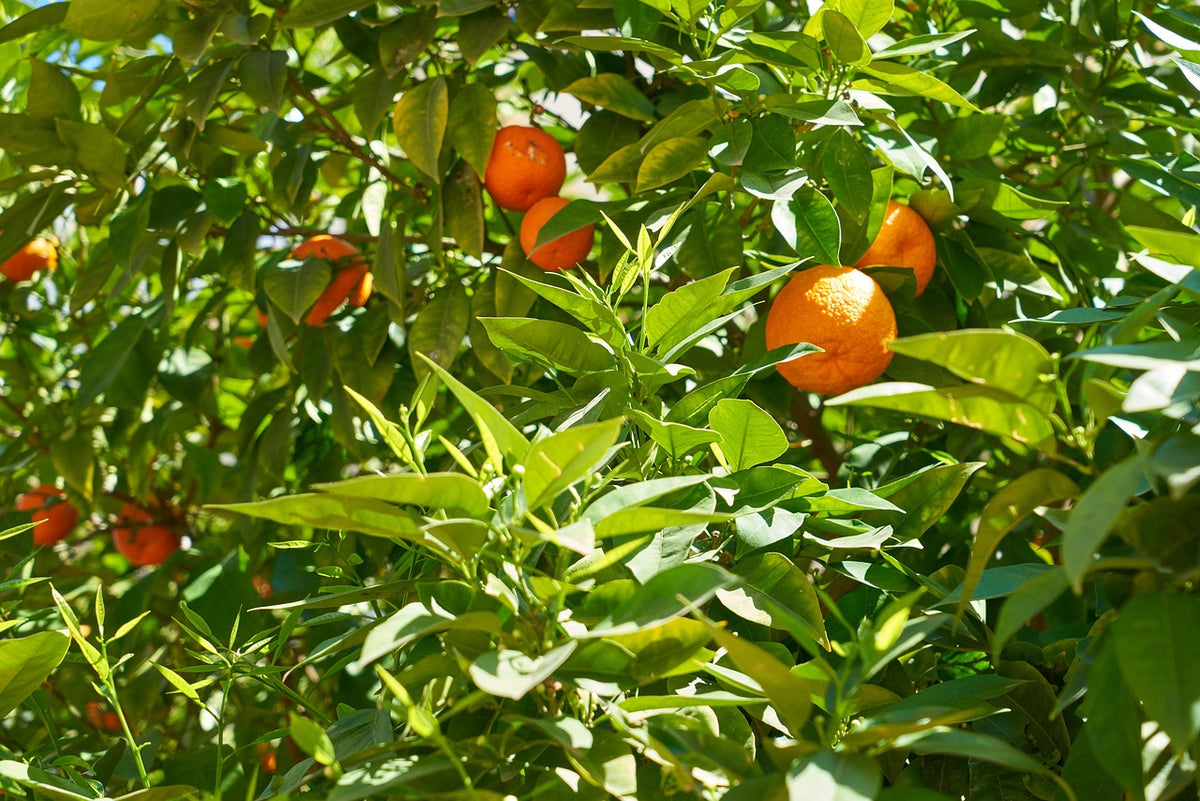 Citrus reticulata - Imperial Mandarin - Grafted