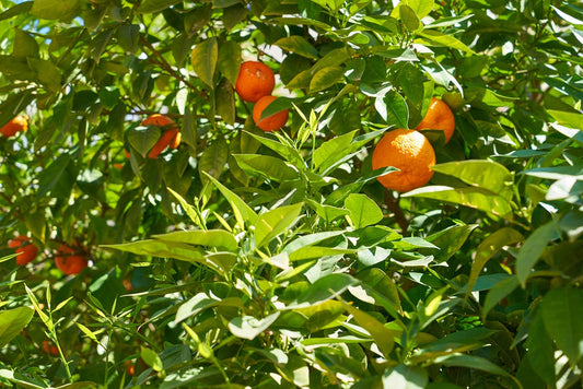Citrus reticulata - Imperial Mandarin - Grafted