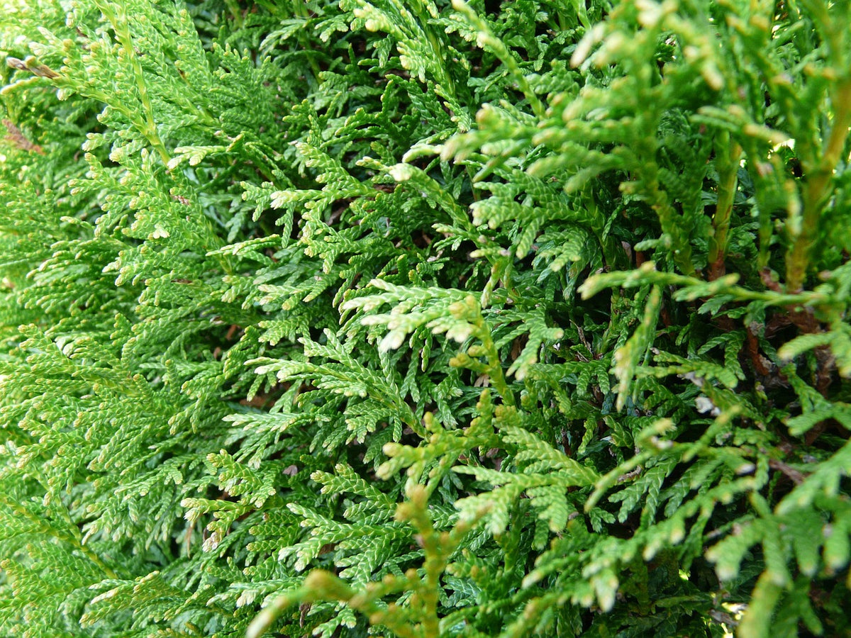 Cupressocyparis leylandii 'Castlewellan Gold'