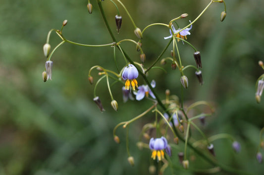 Dianella longifolia