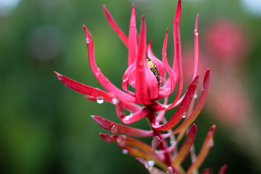 Leucadendron 'Red Countess'