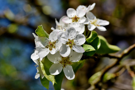 Pyrus cal 'Capital'