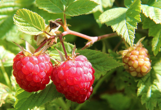 Rubus idaeus 'Chilcoton'