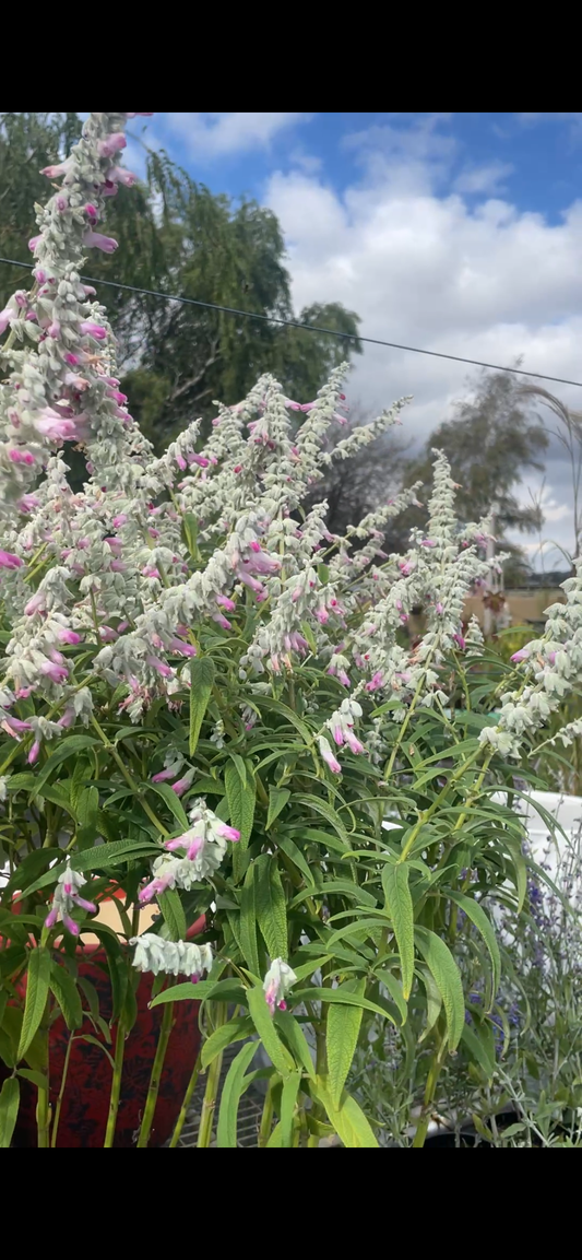 Salvia leucantha 'Pink Velour'