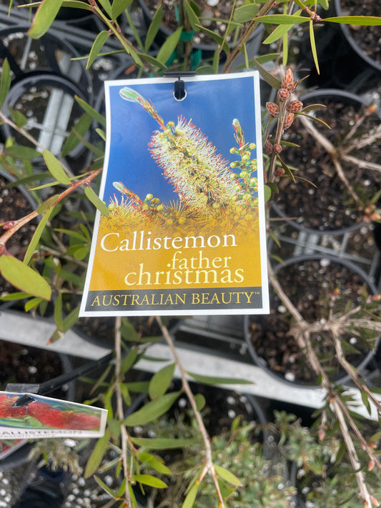Callistemon pallidus 'Father Christmas' - Father Christmas Bottlebrush