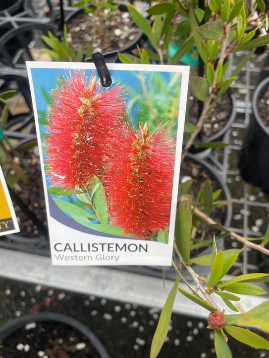 Callistemon 'Western Glory' - Western Glory Bottlebrush