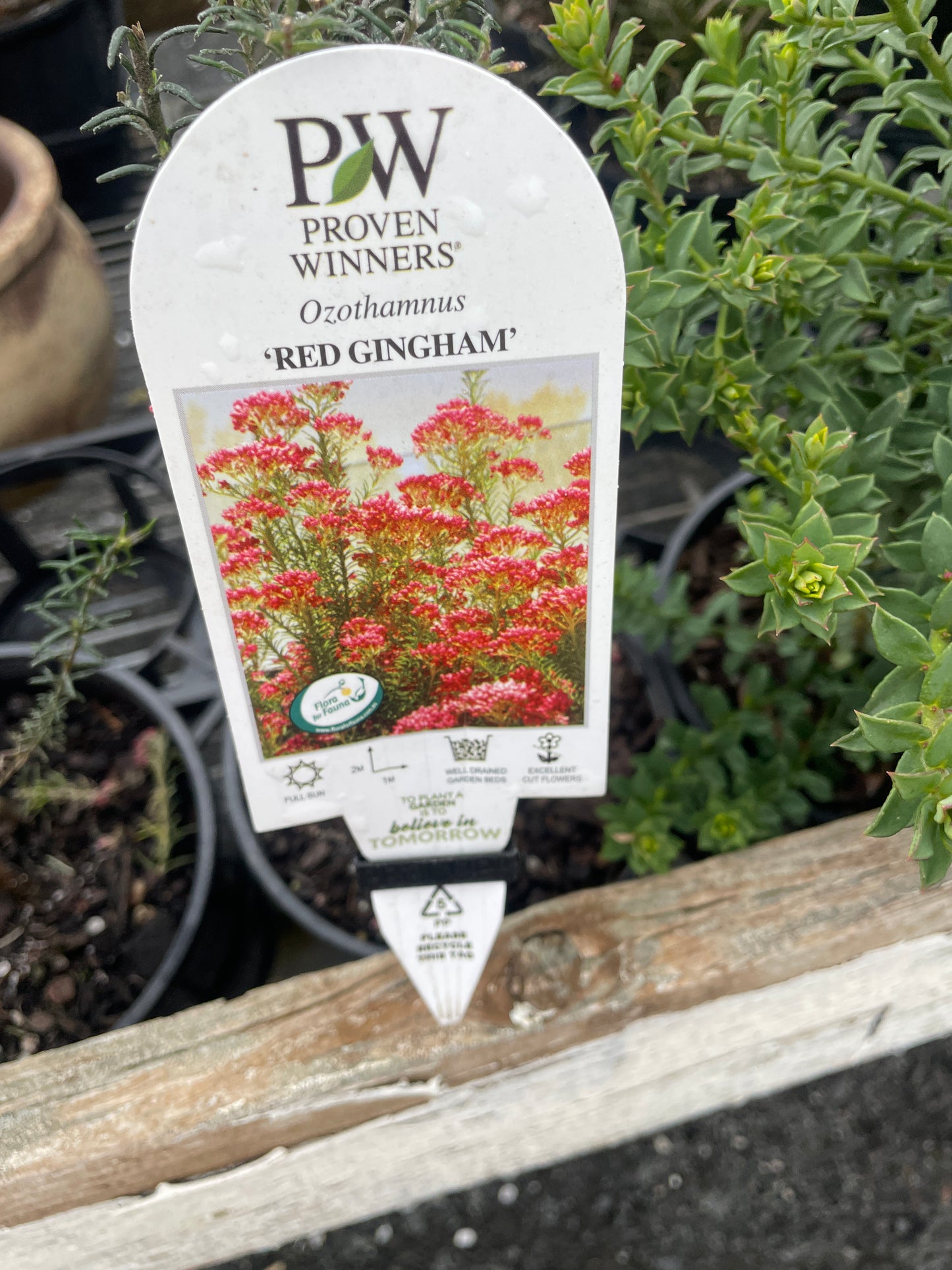 Ozothamnus diosmifolius 'Red Gingham' - Rice Flower