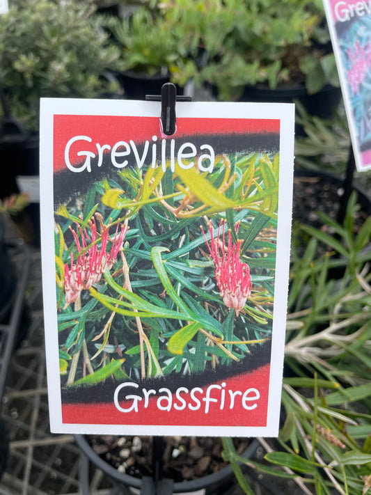 Grevillea 'Grassfire' - Red Flowering Groundcover