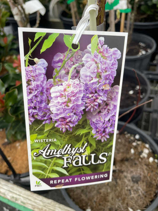 Wisteria frutescens 'Amethyst Falls' - American Wisteria