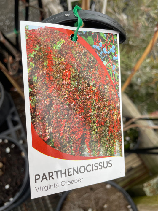 Parthenocissus quinquefolia - Virginia Creeper