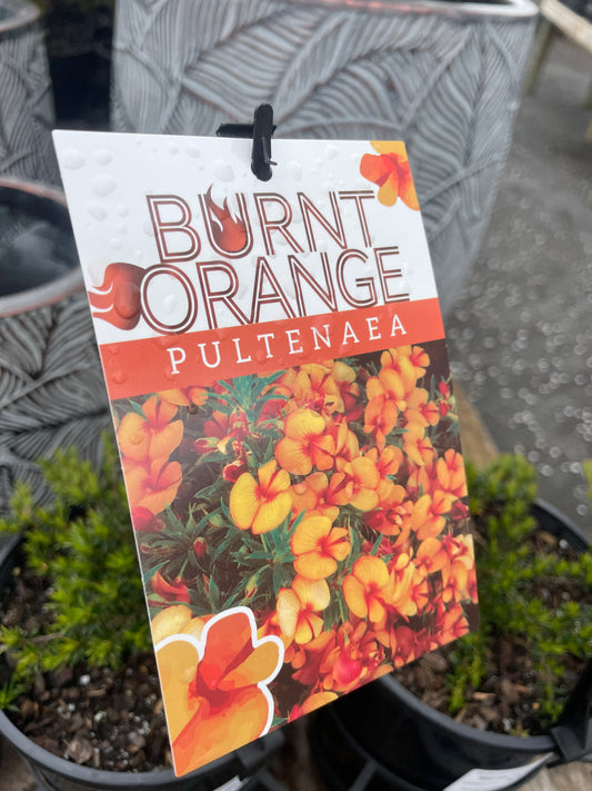 Pultenaea 'Burnt Orange'