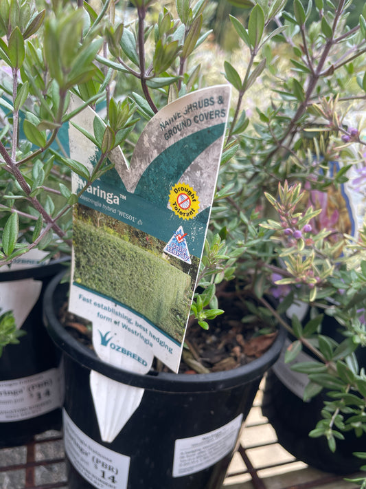 Westringia 'Naringa' PBR - Native Rosemary