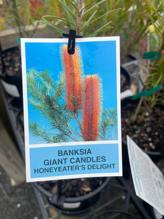Banksia 'Honeyeater Delight'