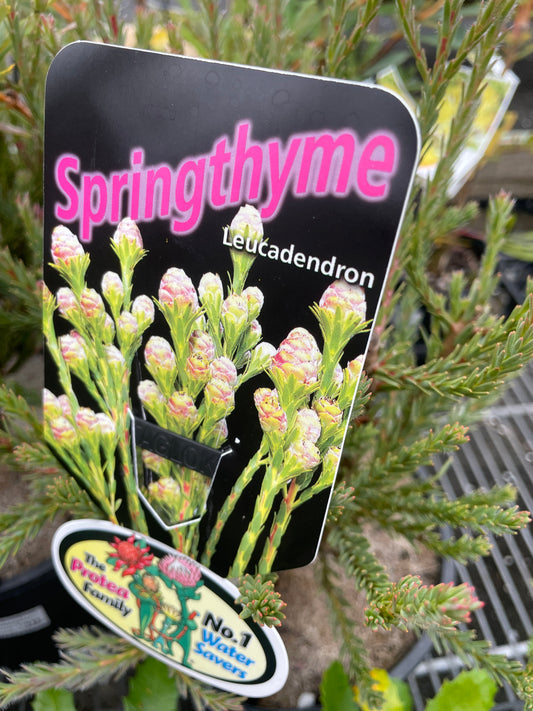 Leucadendron 'Springthyme’