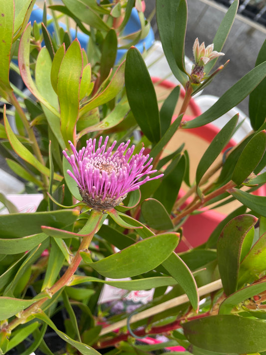 Isopogon cuneatus 'Pink Bouquet'