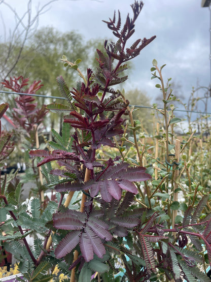 Acacia baileyana ‘Purpurea’