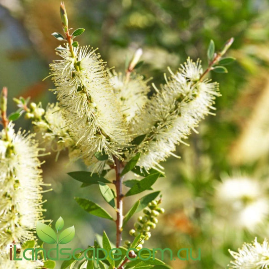 Callistemon 'Icy Burst'™ - Icy Burst Bottlebrush
