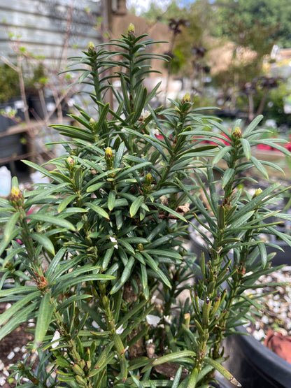 Cephalotaxus harringtonia - Japanese Plum Yew