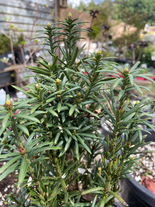 Cephalotaxus harringtonia - Japanese Plum Yew