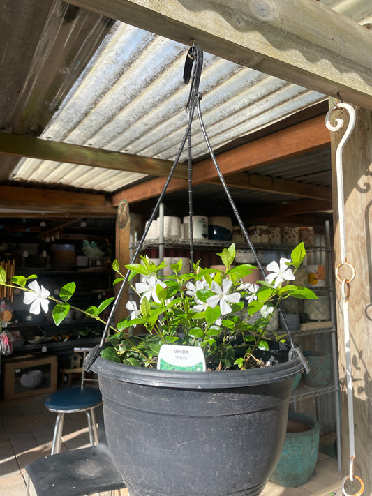 Vinca minor alba