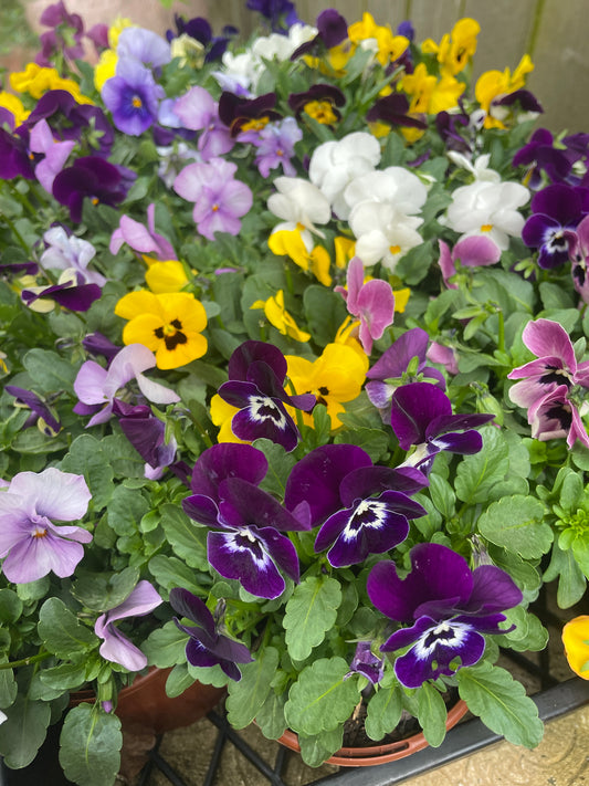 100mm Potted Annual Flowers Bloomers