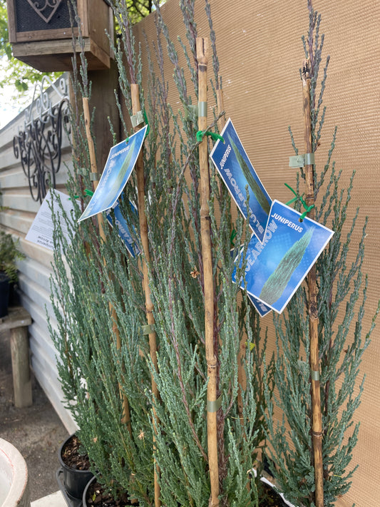 Juniper 'Blue Arrow'