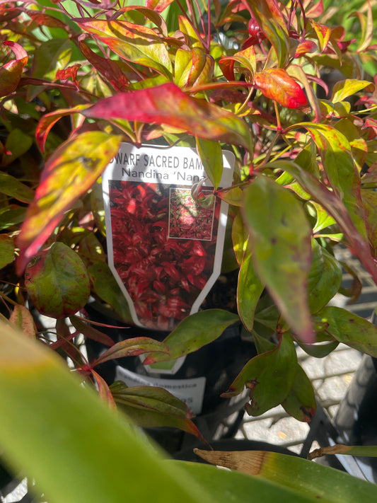 Nandina dom. 'Nana'