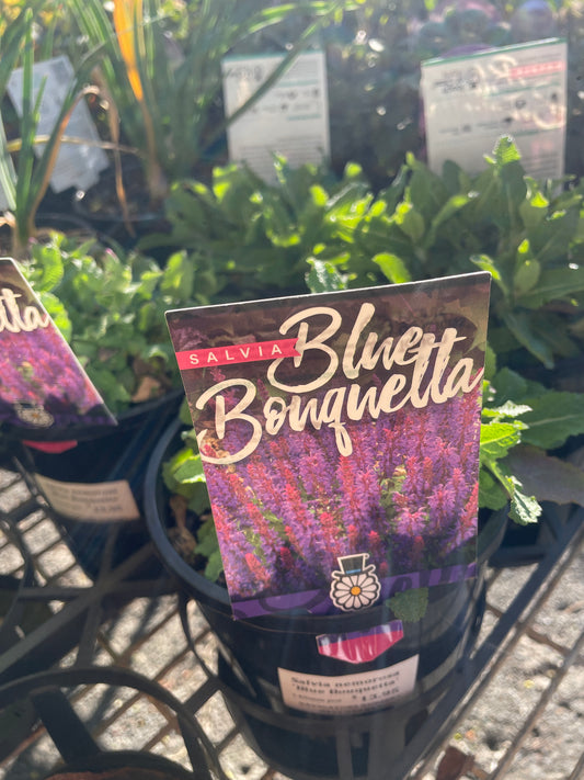 Salvia 'Blue Bouquetta'