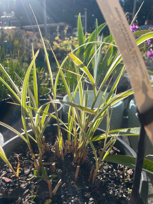 Miscanthus sinensis 'Variegatus'