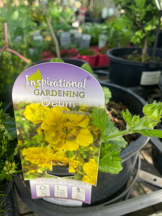 Geum 'Banana Daiquiri'