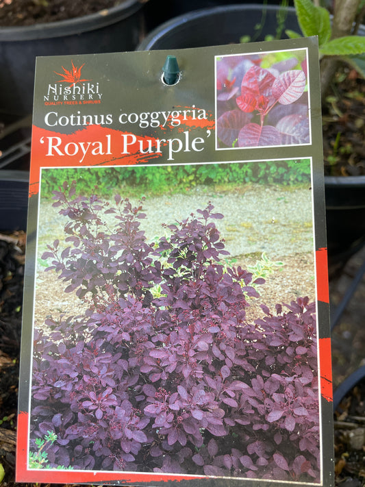 Cotinus cogg. 'Royal Purple'