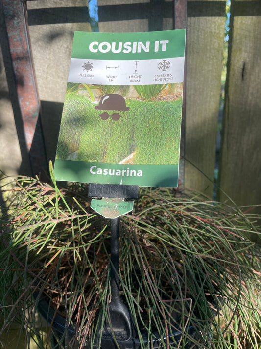 Cas glau 'Cousin It'