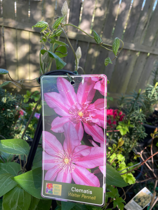 Clematis ‘Walter Pennell'