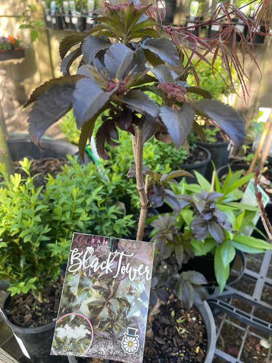 Sambucus nigra 'Black Tower' - Black Elder