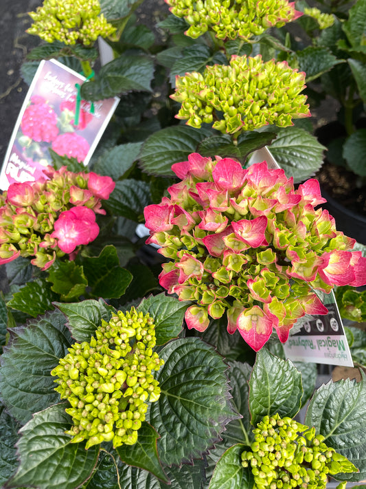 Hydrangea 'Magical Ruby Red' 200mm