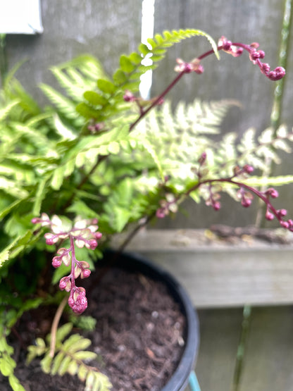 Athyrium otophorum