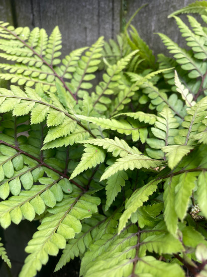 Athyrium otophorum