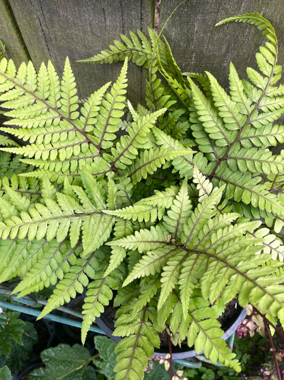 Athyrium otophorum