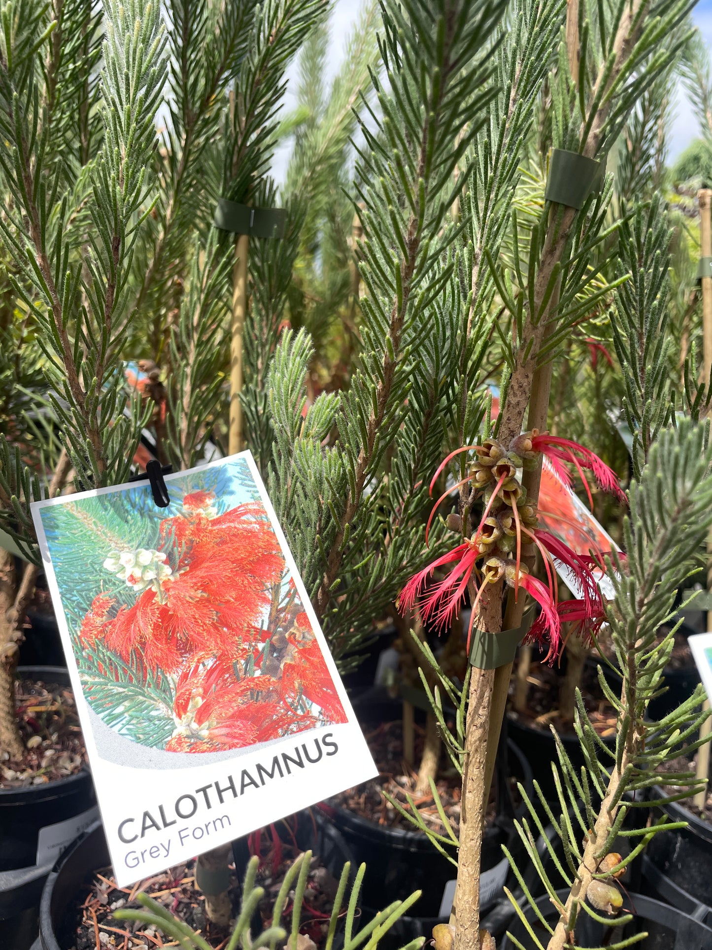 Calothamnus quadrifidus grey form