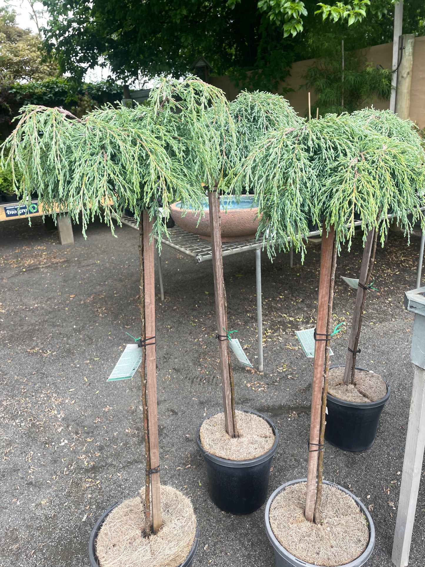 Cypress 'Greenstead Magnifica' Standard