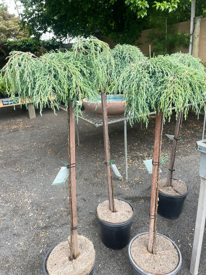 Cypress 'Greenstead Magnifica' Standard