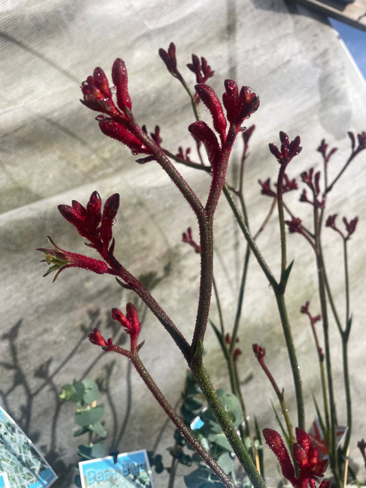 Anigozanthos 'Ruby Velvet™'
